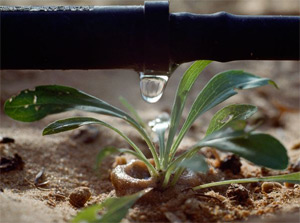 a close-up with a drip irrigation system